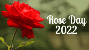 World Rose Day Quotes, Wishes, Greetings and History