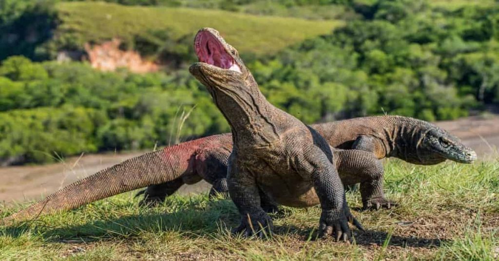 Komodo Dragon- World Largest Living Lizard History, Facts, Habitat, Bite Venom