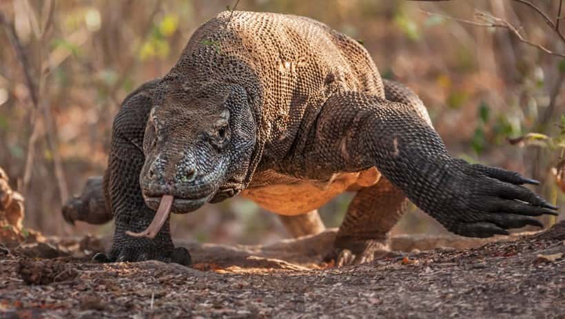 Komodo Dragon- World Largest Living Lizard History, Facts, Habitat, Bite Venom
